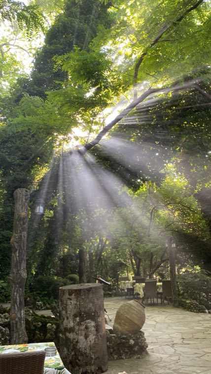 Ağaçların arasından süzülen güneş ışığı